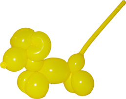 Chihuahua / Hund / Chihuahua